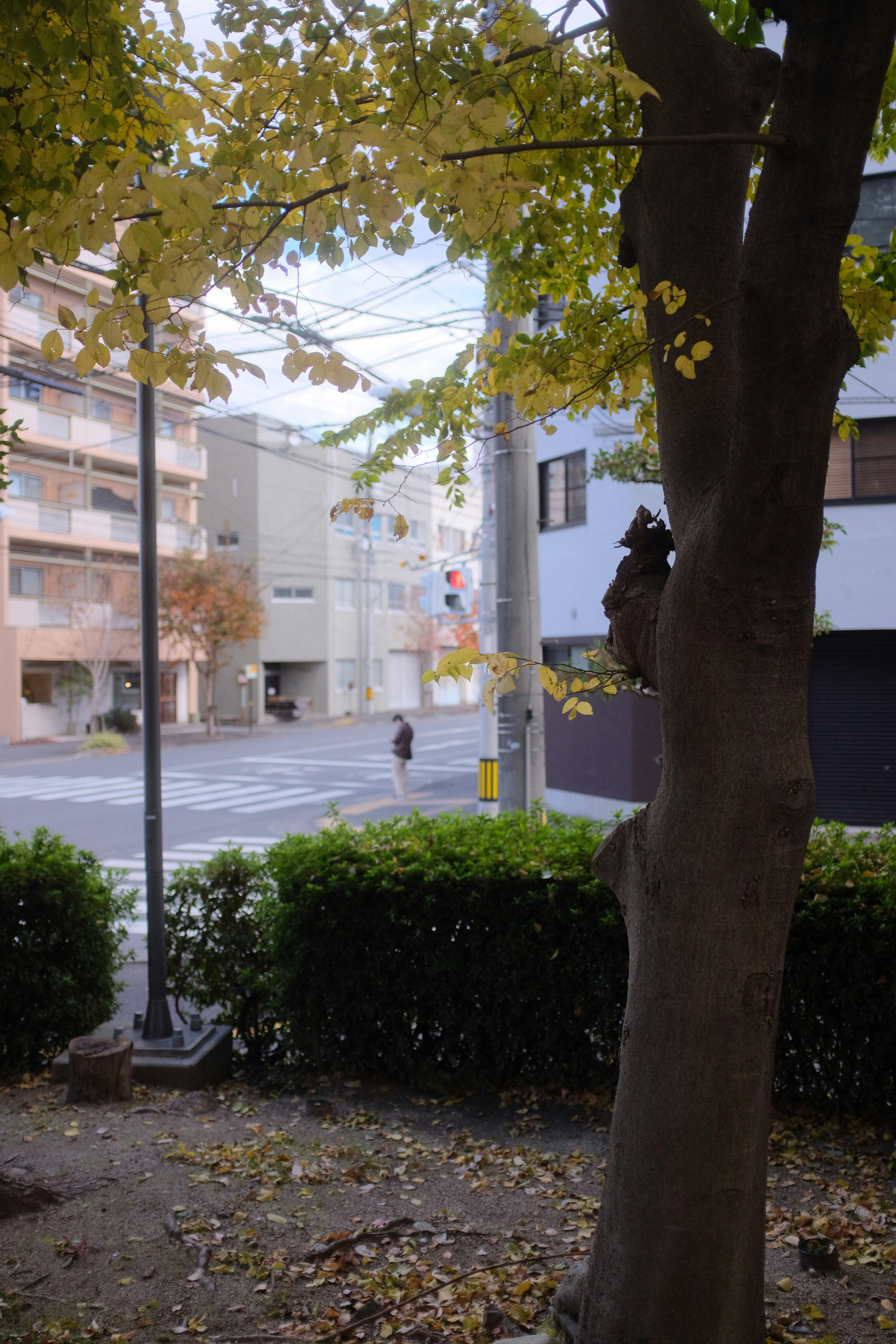 white and brown concrete building near green trees during daytime